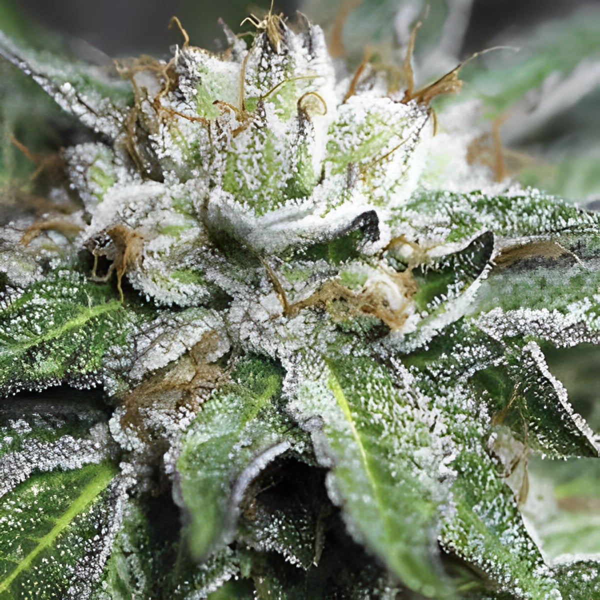 Bubba Kush - Feminized - Sensible Seeds Premium Selection    
