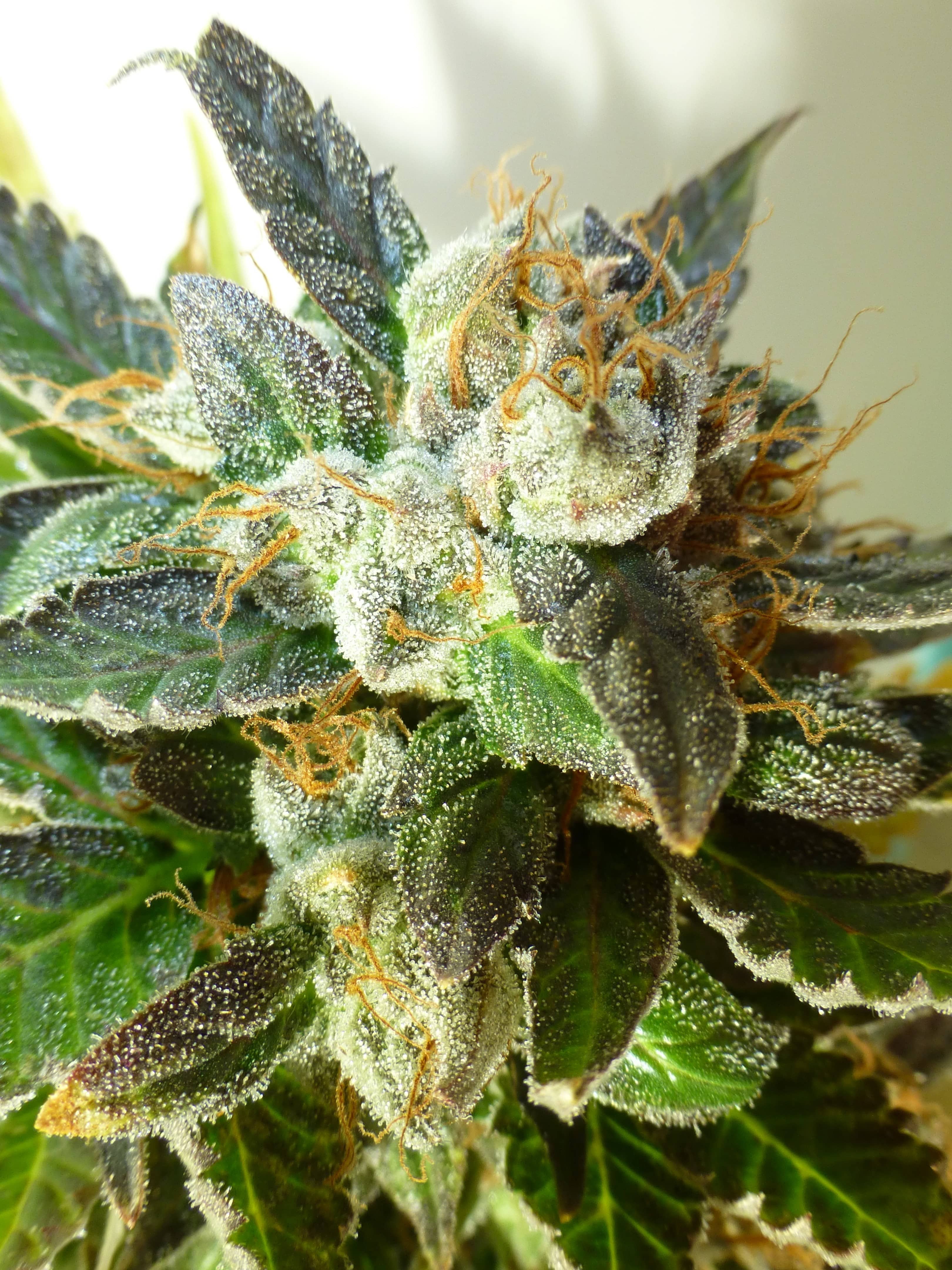 Flash Seeds Bubble Crack Auto Regular 