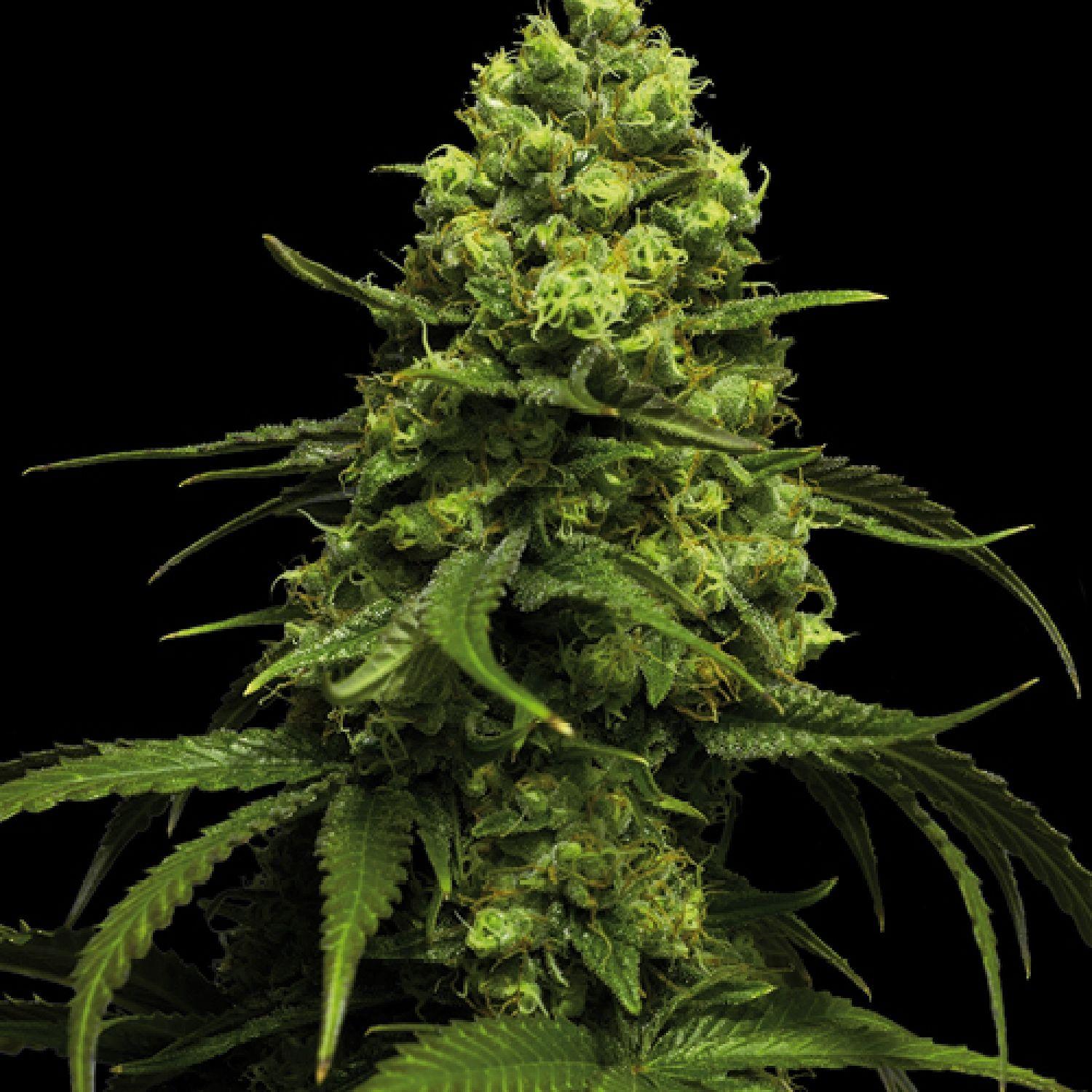 Bud Monster - Feminized - Sensible Seeds Premium Selection     