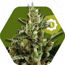 Zambeza Seeds Candy Caramelo Auto Feminized 
