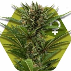 Zambeza Seeds Candy Caramelo Fast Version Feminized  