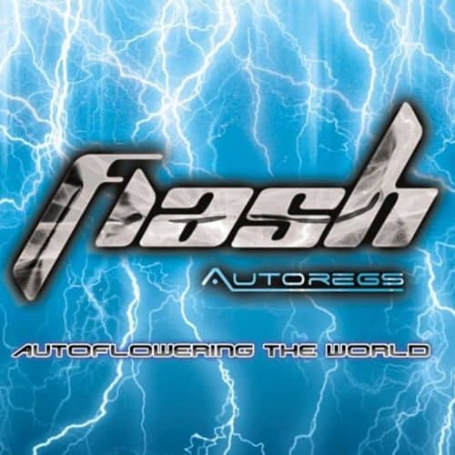 Flash Seeds Candy Runtz Auto Feminised 