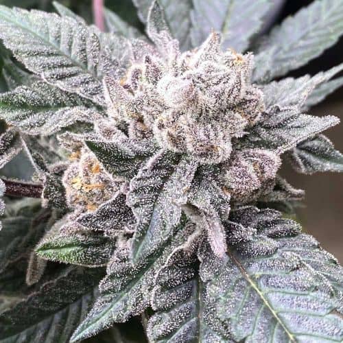 Cara Cara Feminized - Symbiotic Genetics Seeds  