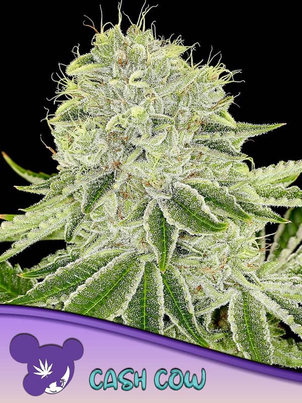 Cash Cow- Feminized - Anesia Seeds   