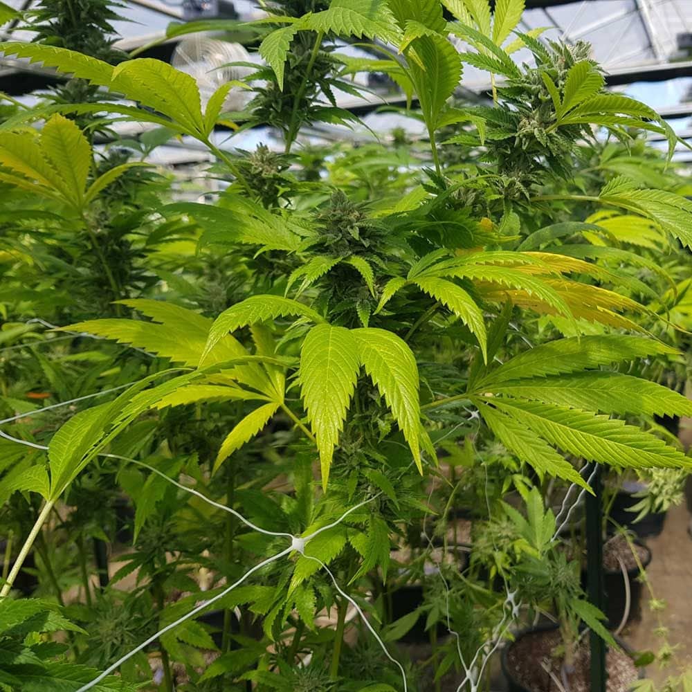 CBD Cheese Female Weed Seeds - Feminized - The Original Big Buddha Family  