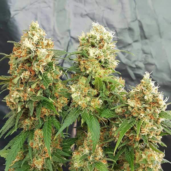 Freedom of Seeds Cheesedom Feminized