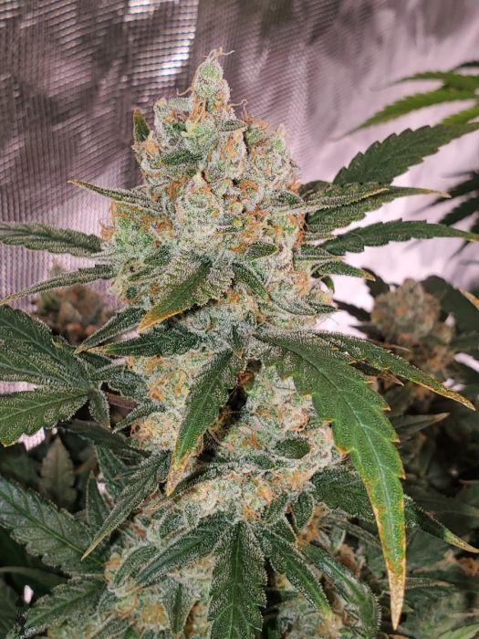 Chemdawg- Feminized - Sensible Seeds Premium Selection      