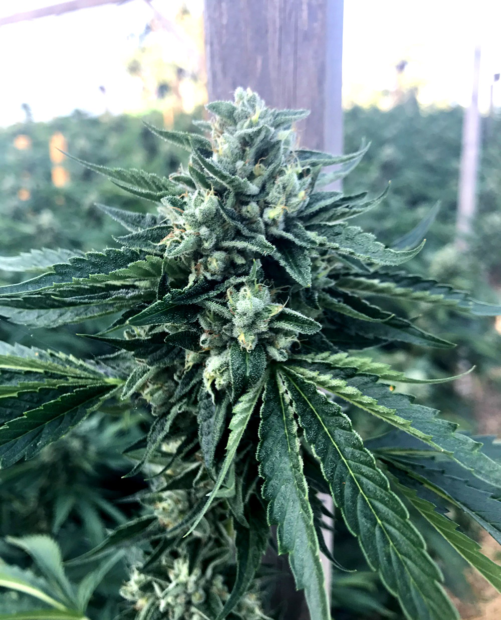 Humboldt Seed Organisation Cinnamon Buddha OG Feminized   