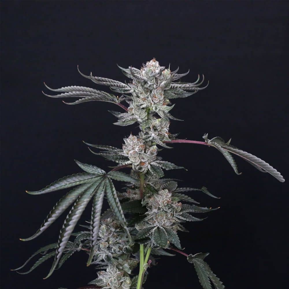 Luxar-Dos - Feminized - Compound Genetics   