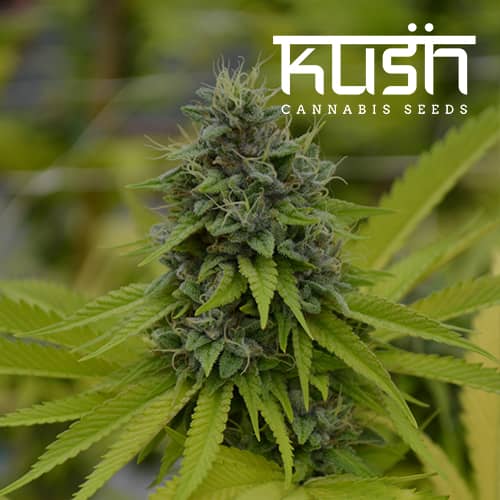 Kush Cannabis Seeds Cookie Kush Feminized 