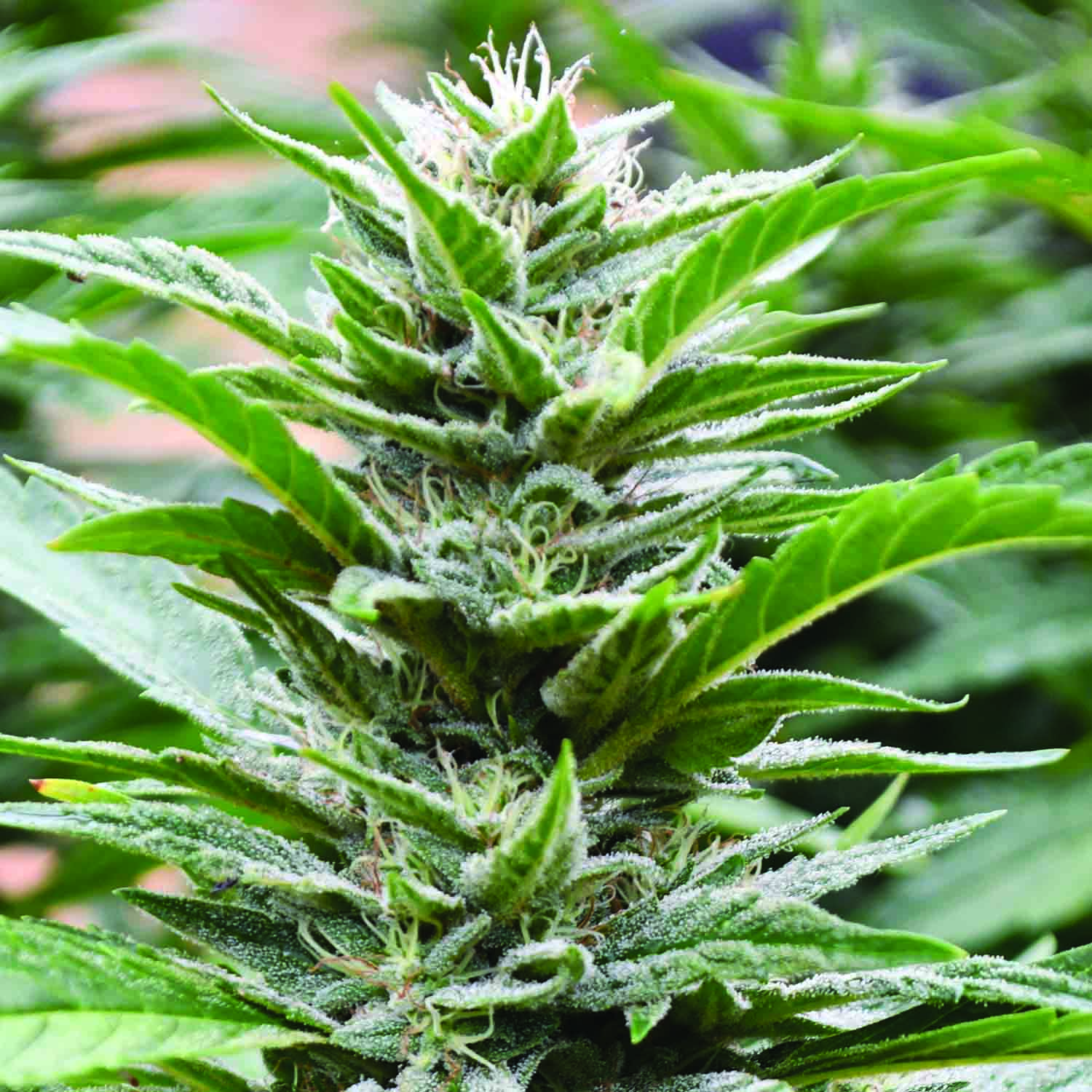 Emerald Triangle Seeds Cookies x 707 Headband Feminized 