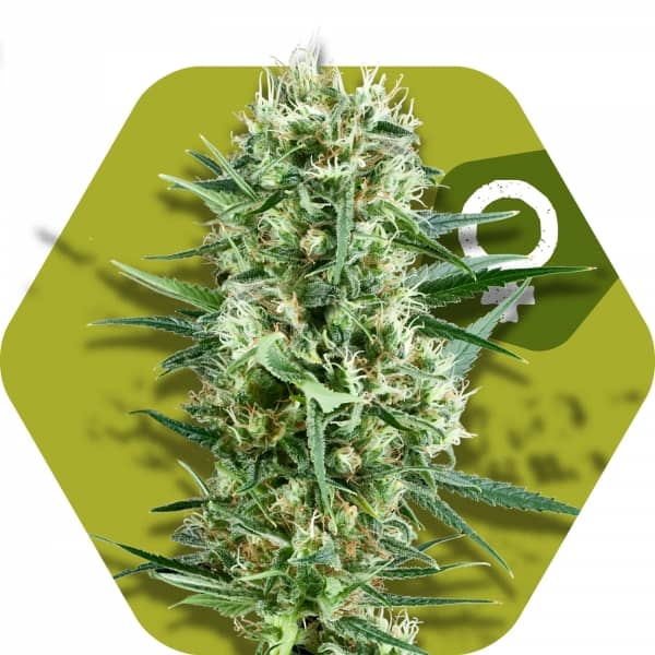 Zambeza Seeds Crazy Cookies Feminized  