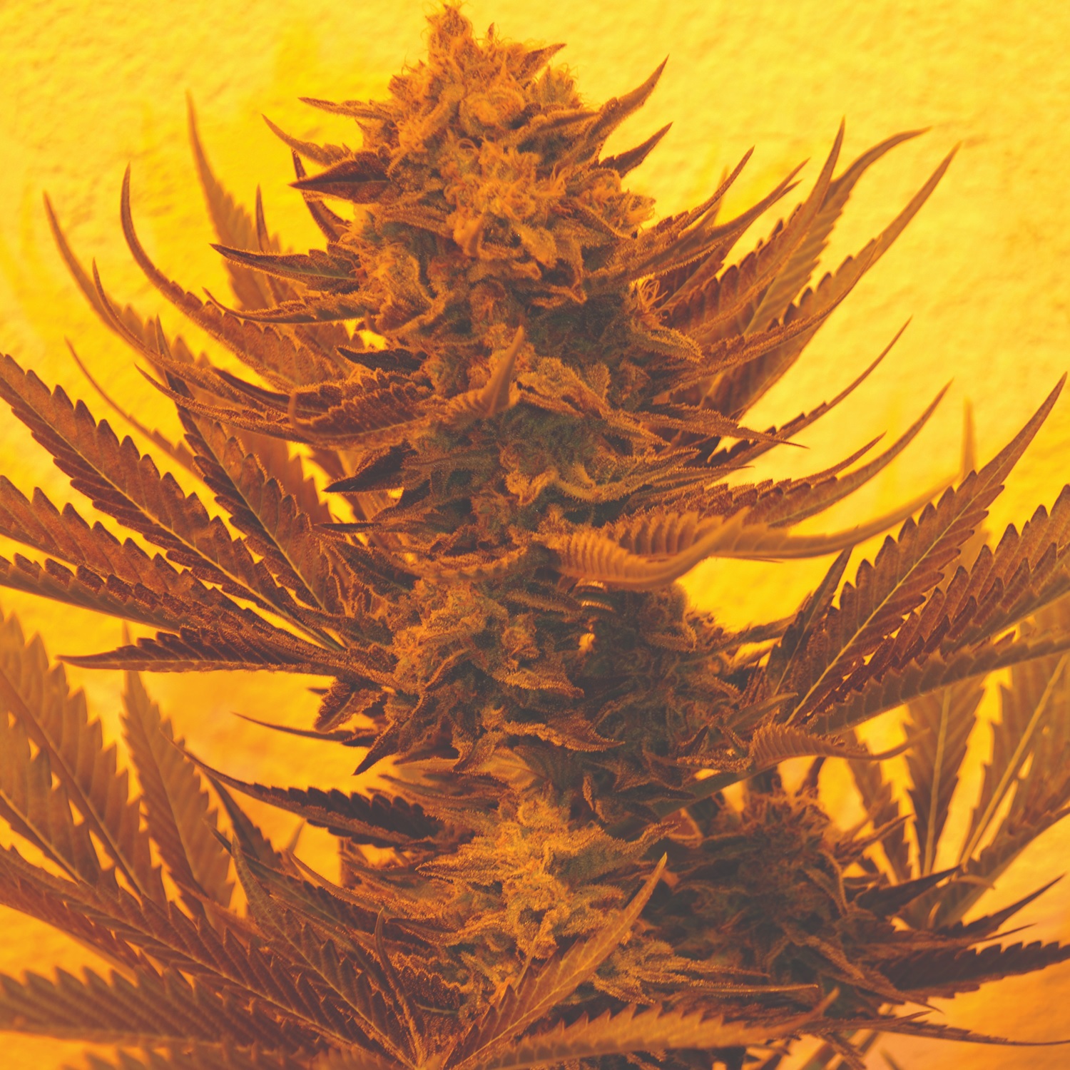 Emerald Triangle Seeds Critical 707 CBD Feminized 