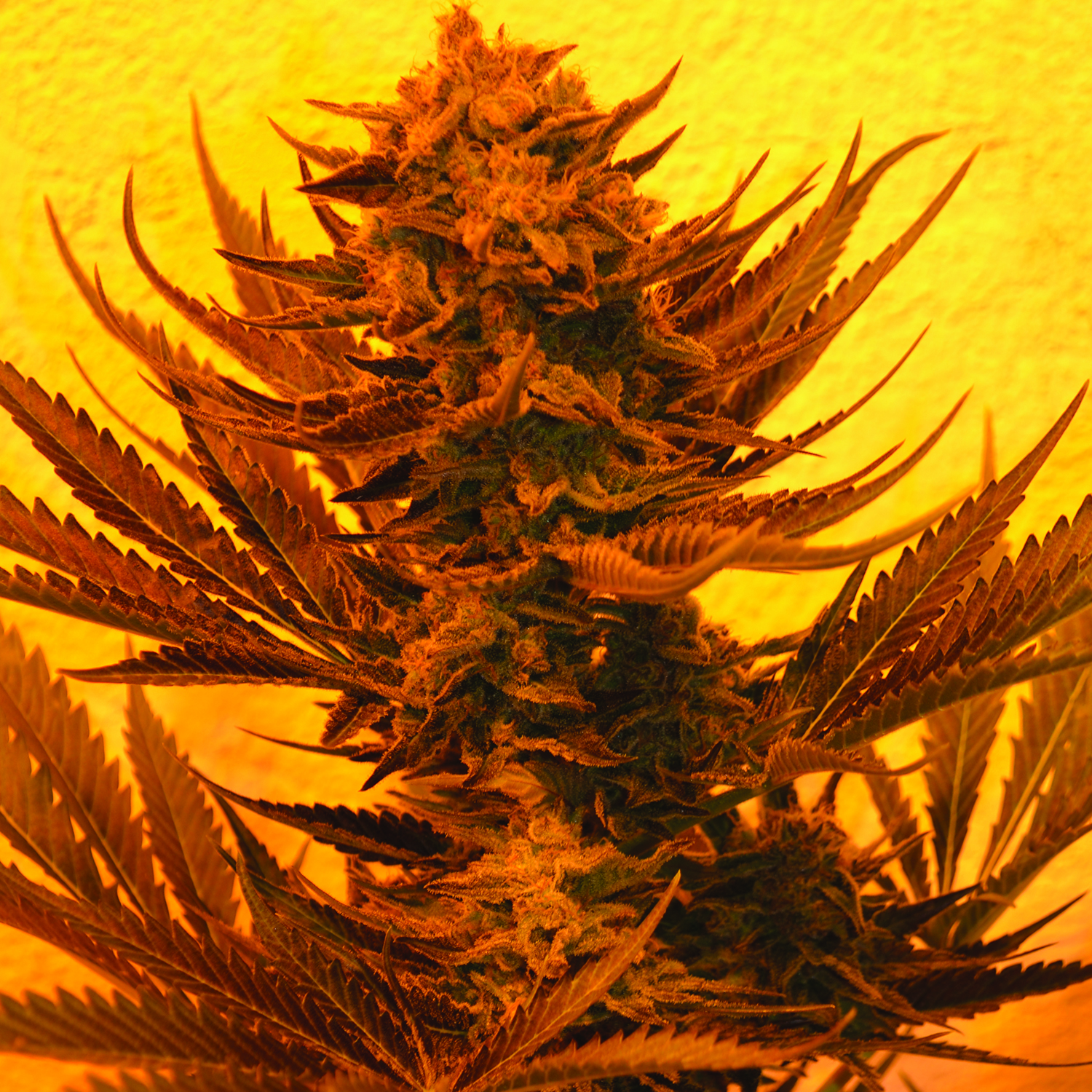 Emerald Triangle Seeds Critical 707 CBD Regular  