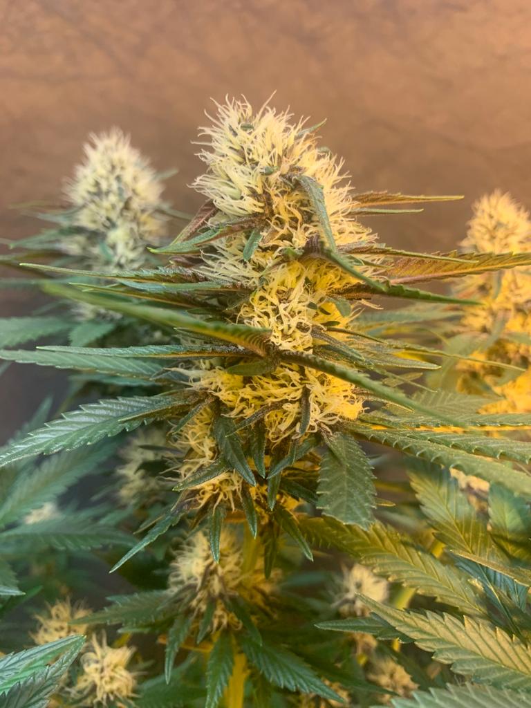 Critical Hash Cake Auto- Feminized - Tastebudz    