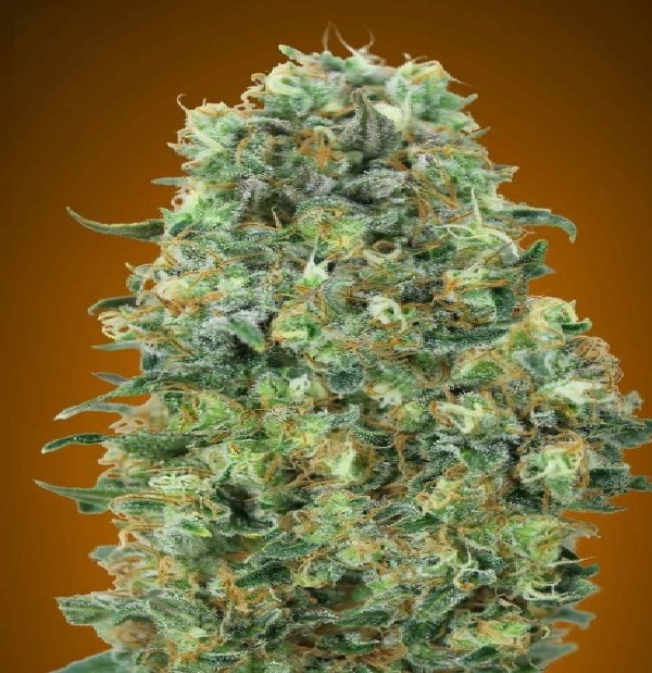Critical Mass - Feminized - Advanced Seeds 
