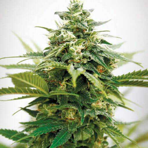 Critical Widow XXL - Feminized - Sensible Seeds Premium Selection         