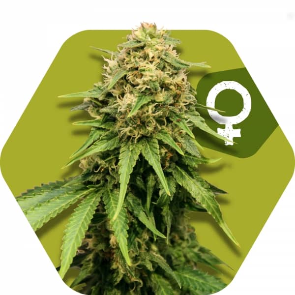 Zambeza Seeds Critical XXL Feminized  
