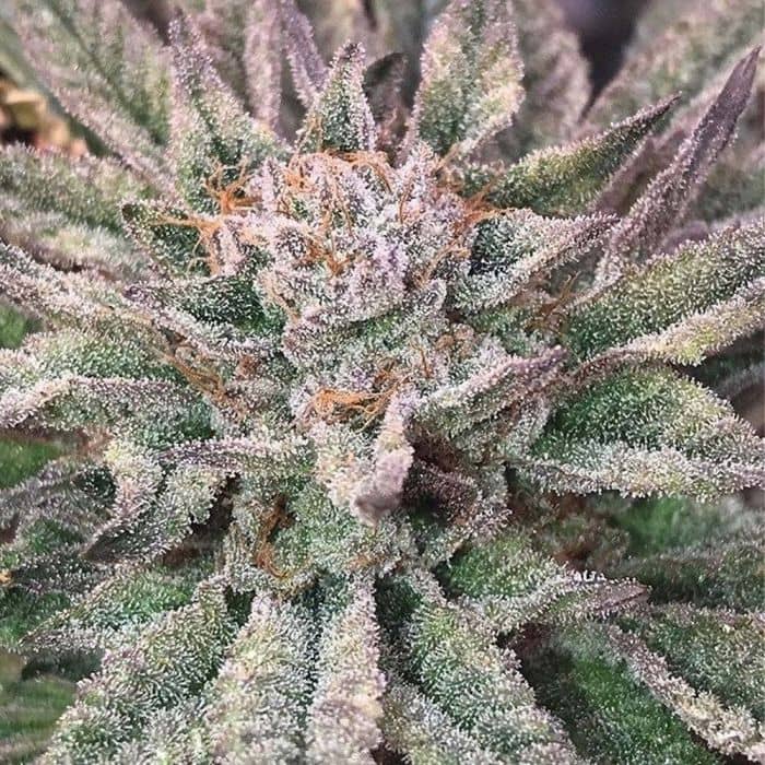 Crypto Regular Mosca Seeds 