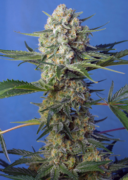 Crystal Candy Fast Version - Feminized - Sweet Seeds 