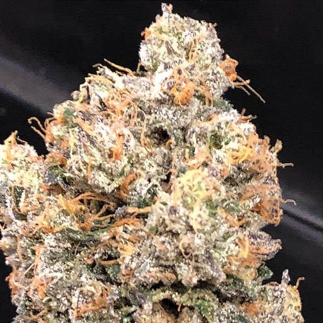 Dank Genetics Seeds Dankalato Feminized 