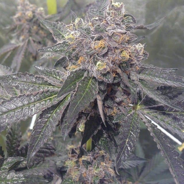 Dank Genetics Seeds Dank Sherbert Feminized   