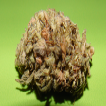 Dr Underground Seeds Dark Cookie Feminized  