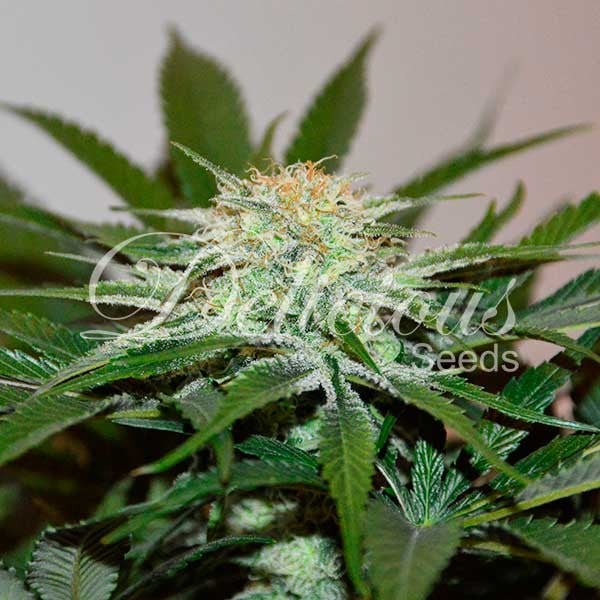 Delicious Seeds DescoJack Feminized 