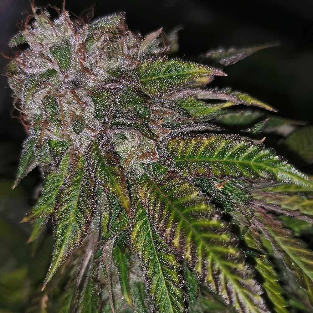 Pheno Finder Seeds Dirty Kuntz Feminized  
