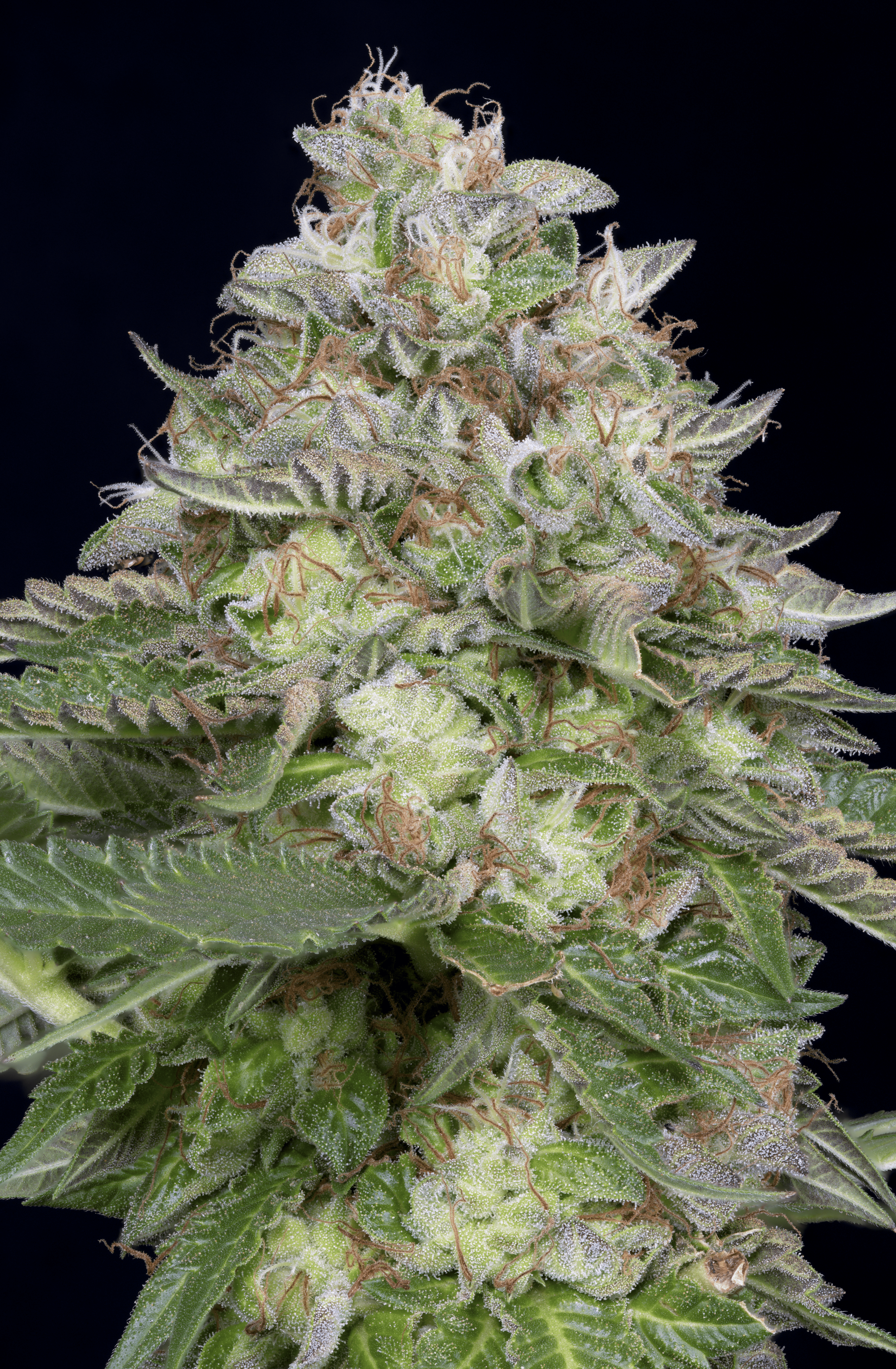 Big Head Seeds - Do-Si-Dos- Feminized 