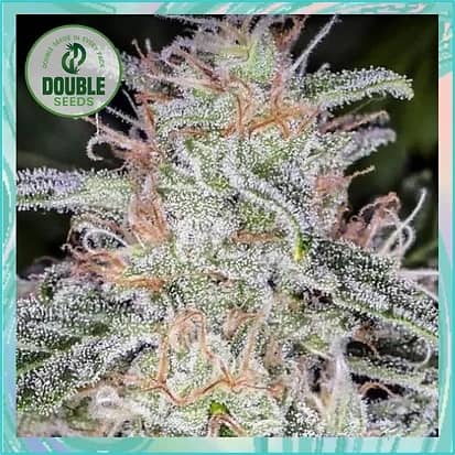 Double Seeds Blue Dream Auto Feminized   