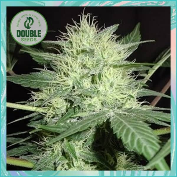 Double Seeds Northern Lights Auto Feminized   