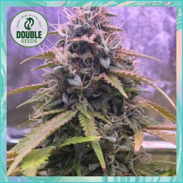 Double Seeds Stardawg Auto Feminized   