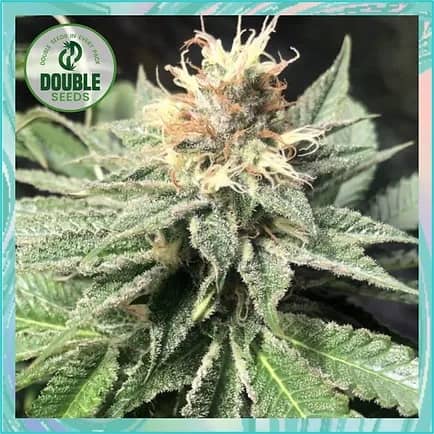 Double Seeds Quick Bud Feminized  