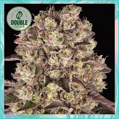 Double Seeds Runtz Feminized   