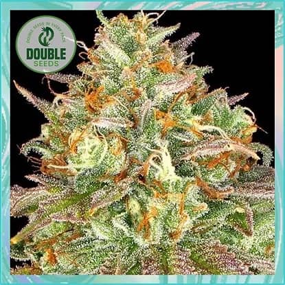 Double Seeds Wedding Cake Feminized   