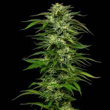 Dream Queen- Feminized - Humboldt Seed Company       