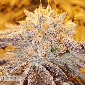 The Precious-Feminized-Sensible Seeds Premium Selection  