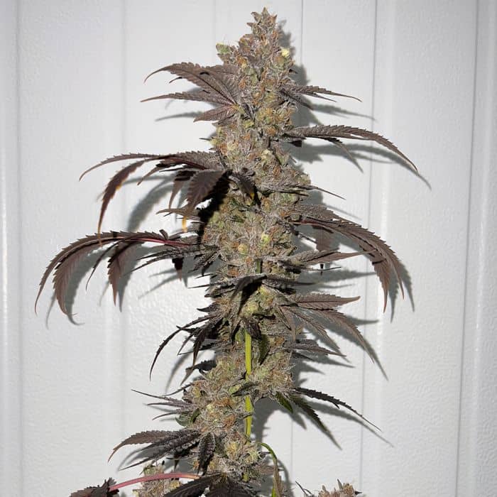 Sour Runtz Regular - Fidels Seeds     