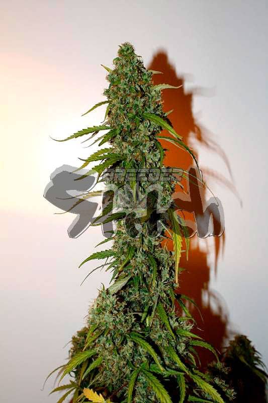 Flash Seeds Formula One Auto Regular   