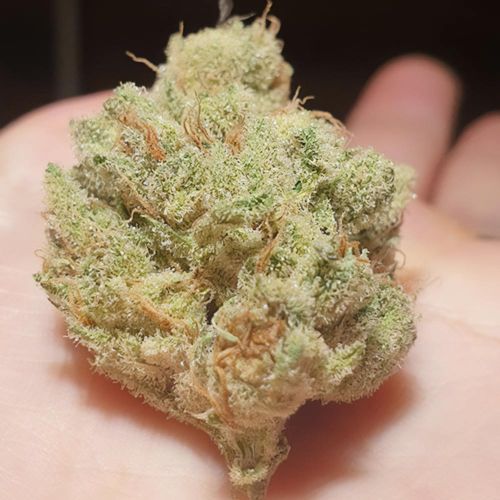 Frozen Cherry - Feminized - Zmoothiez Geneticz  