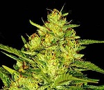 G13 Labs - Raw Diesel Fem