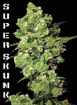 G13 Labs Super Skunk Feminized
