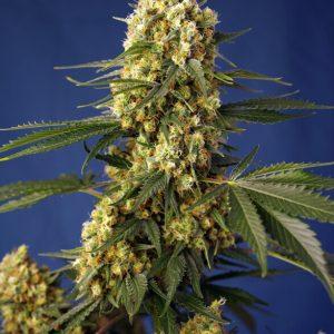 Gelato XL- Feminized - Sensible Seeds Premium Selection           