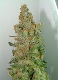 Genehtik Seeds - Buruandi Block Head Regular