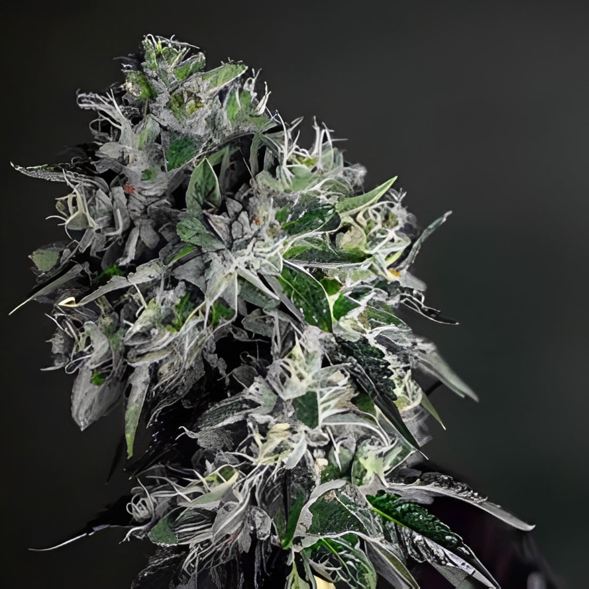 GG x Thin Mint- Feminized - Sensible Seeds Premium Selection            