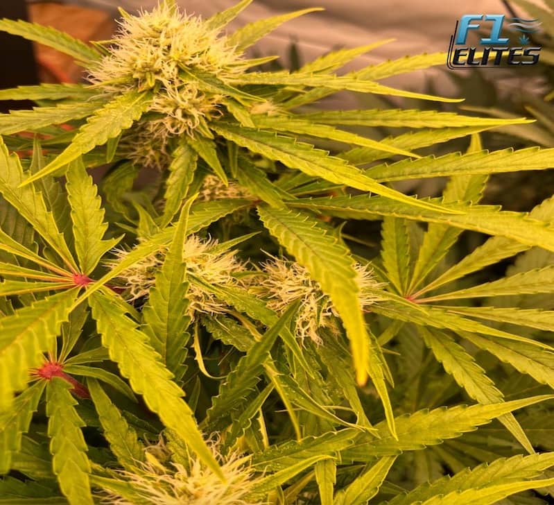 F1 Cannabis Elites GMO Cookies Feminised  