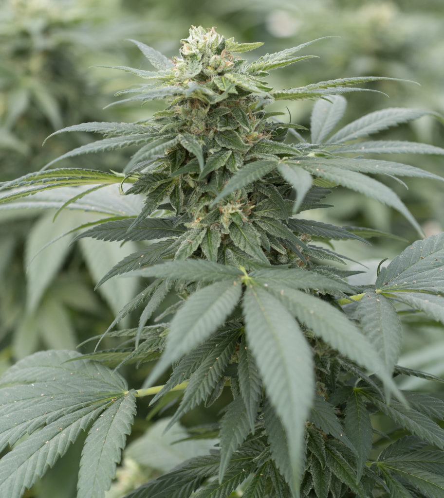 Emerald Triangle Seeds GG. #4 Feminized    