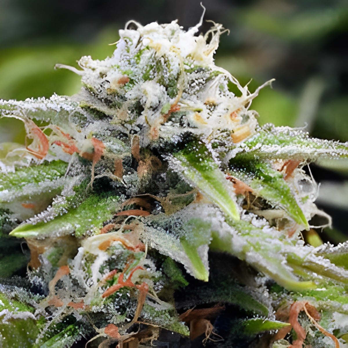 Gorilla Breath- Feminized - Sensible Seeds Premium Selection           