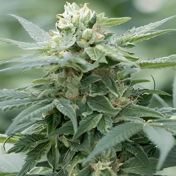 GG.- Feminized - Sensible Seeds Premium Selection            